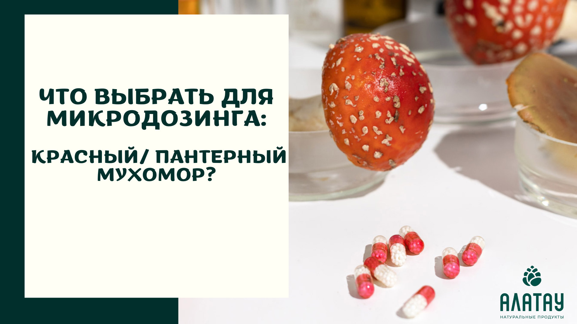 Что выбрать для микродозинга: красный или пантерный мухомор? Что выбрать для микродозинга: красный или пантерный мухомор?