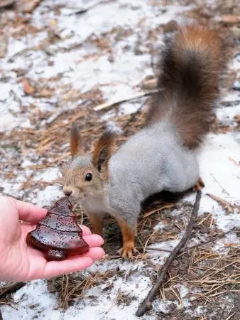 Мармелад сосновый с шишкой "Ёлочка", 90 г Мармелад сосновый с шишкой "Ёлочка", 90 г